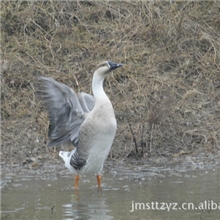 销售；飞上天的大雁、鸿雁、绿头野鸭；大雁苗提供高效养技术