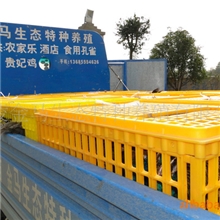 销售；孔雀苗；大雁苗；商品大雁；绿头野鸭；提供高效养技术