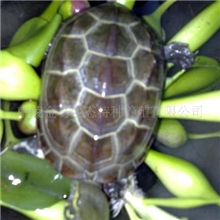 常年供应特种养殖纯种野生乌龟;乌龟苗