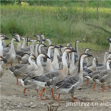 供应自然会飞野生大雁、鸿雁、野鸭、班嘴鸭、各种野生野鸭
