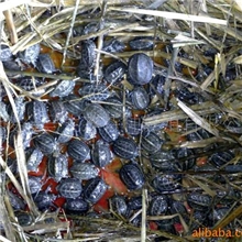 供应特种养殖纯正中华野生乌龟苗