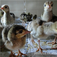 孔雀苗；提供养殖预防孵化技术