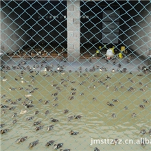 大量出售；纯野生绿头野鸭苗；班嘴野鸭苗，各种野鸭苗
