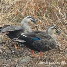 供应；食用大雁；野生鸭；