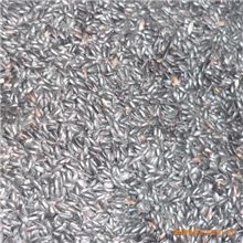 农家自产批发零售黑大米-滋阴补肾-健身暖胃-明目活血