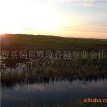 团购批发零售预订可比大闸蟹的大水面河蟹