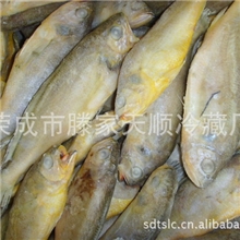 黄花鱼批发，威海石岛海捕黄花鱼，各种海产品批发