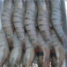 供应【冰鲜虎虾】虾类批发各种海鲜水产品厂家直销