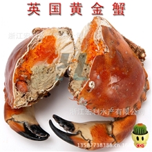 【供应批发】进口英国黄金蟹(100%母带膏)600-800克大量供应