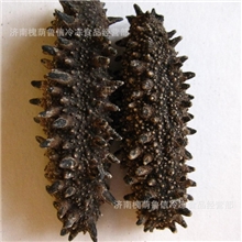 批发海参大火后淡干海参纯干海参全国发货量大从优