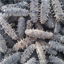 批发海参大火后淡干海参全国发货量大从优