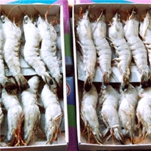 供应一级产品优质南美白虾南美白虾批发