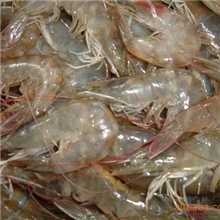 【质量保证】供应优质南美白虾，馈赠佳品