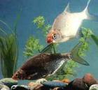 供应淡水鱼千岛湖大鳊鱼