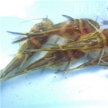 全雄黄颡鱼苗黄骨鱼苗