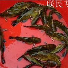 供应全雄黄颡鱼苗黄骨鱼苗