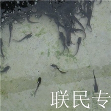 金色杂交大口鲶鱼苗