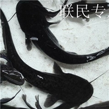杂交大口鲶鱼苗