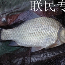 快大白鲫鱼大量批发