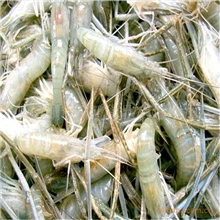 长期供应冻青虾