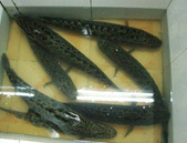 出售黑鱼,黑鱼苗,长期有效