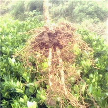 高纯度苗圃直接起苗永兴冰糖橙树苗1000棵左右各地可以大巴发货