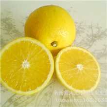 散批永兴冰糖橙
