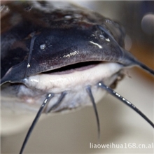 原生态野生鲶鱼限量版真情快递