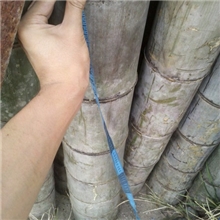 广州市及珠三角范围内长期大量现货批发11至15寸特大毛竹（茅竹）