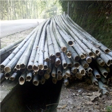 广州佛山肇庆中山江门东莞批发（供应）（出售）毛竹（楠竹）