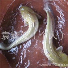 鲶鱼塘虱怀头鱼鲇鱼黏鱼Catfish野生鄱阳湖4须正宗