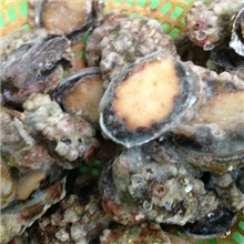 批发-野生鲍鱼，肉质饱满