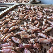 鱿鱼越南大量出货