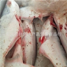 芒鱼腩大量供应