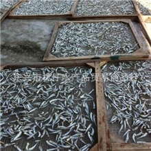 公军鱼越南大量供应