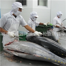 供应顶级鱼生刺身--冰鲜金枪鱼整鱼大目金枪鱼黄鳍金枪鱼（A级）