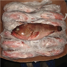 冷冻印度石斑鱼新货质优冰冻海产品112001