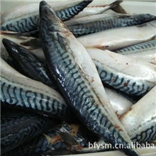 长期供应优质冰岛青花鱼