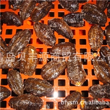 长期供应冰岛冰冻鲜海参、冰冻！！