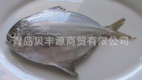 长期供应秘鲁鲳鱼