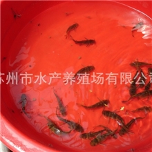 供应黄颡鱼水花