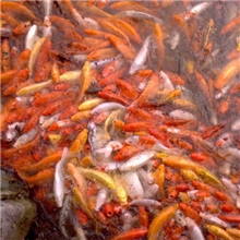 动物种苗生态养殖安业良种鱼场湘云鲫苗种批发