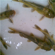 重庆供应黄颡鱼绿色无公害水产品