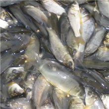 鱼苗批发鱼类产品水产品丁桂又名须桂又称黑鱼鱼苗