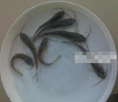 鱼苗批发重庆鱼苗无公害清斑点叉尾鮰鱼苗