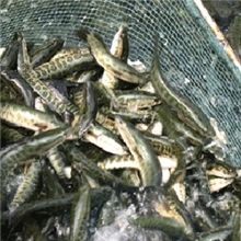 鱼苗批发重庆鱼苗鲈鱼鱼苗海产品鱼淡水鲈鱼动物种苗