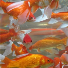 重庆荣昌县供应批发锦鲫水产养殖