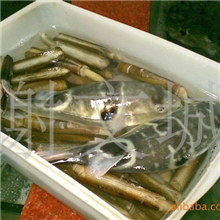 金城水产/广东河豚鱼/小巴鱼/河豚鱼价格18608038567
