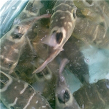 金城海鲜行/河豚鱼价格/河豚鱼批发/河豚鱼养殖