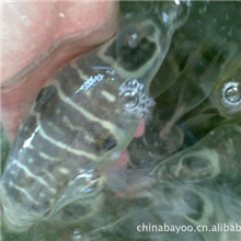 金城水产/河豚鱼价格/河豚鱼养殖/广东河豚鱼/河豚鱼批发/小巴鱼